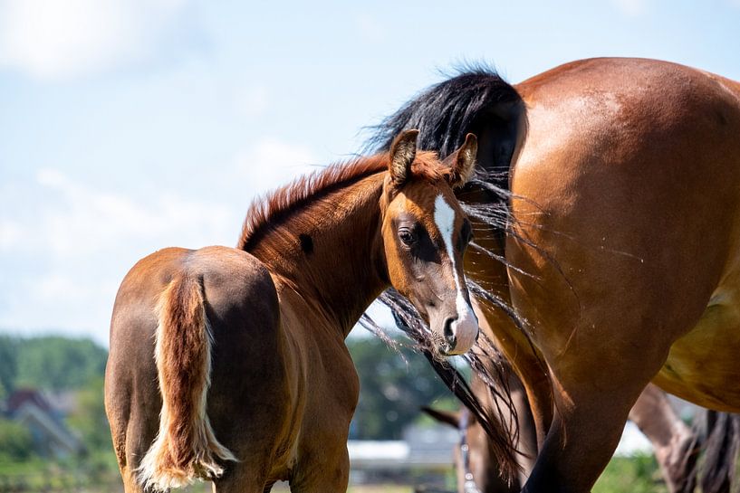 Fohlen auf der Wiese mit Stute von Helene van Rijn