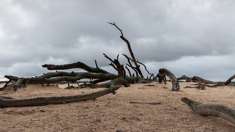 Toter Baum auf der Hoge Veluwe von Dick Doorduin