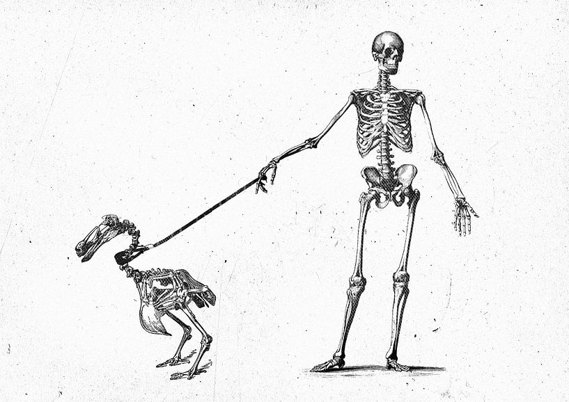 Mein Dodo spazieren gehen von Teis Albers