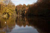 Der Schwan und der See