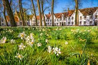 Narcissus 'beguinage'