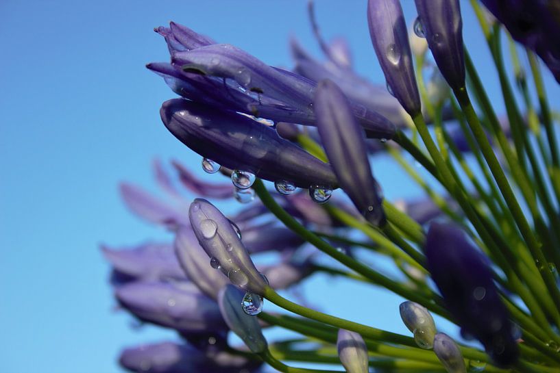 Freshness against the clear blue sky by Anke Winters