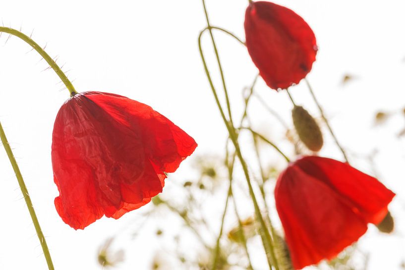 Mohnblüte par Rolf Pötsch