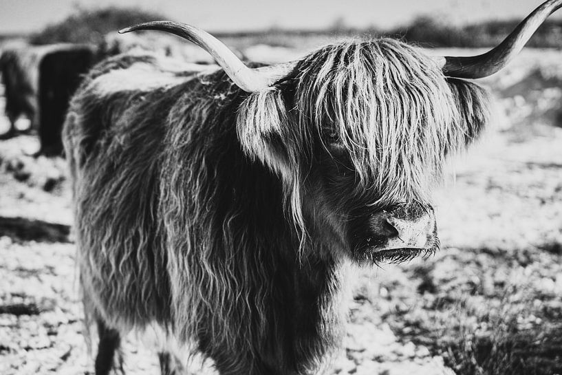 Scottish Highlanders by Leonie Wagenaar