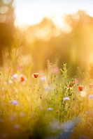 Evening in the poppy field
