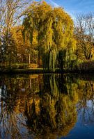 Dans le miroir du lac