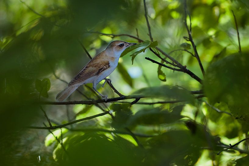 Ausgeschnittener Papiervogel zwischen Ästen (Grasmücke, Acrocephalus arundinaceus) von Irene Cecile