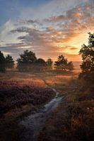 Lever de soleil et bruyère fleurie avec brouillard