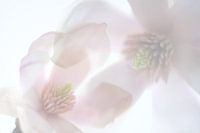 Dubbel belichte Magnolia