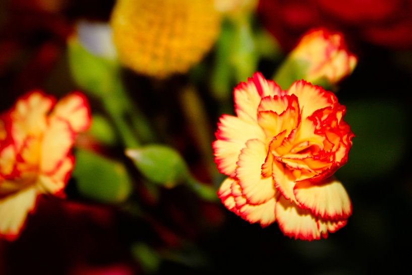 Nelke gelbrot rot von C. Catharina