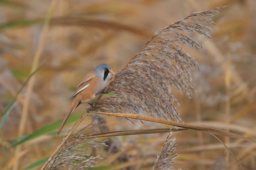 Bartmeisenrohrsänger von Wim van der Meule