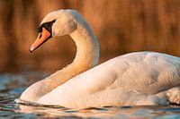 Mute Swan