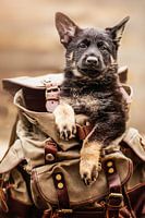 Doggy Bag, Deutscher Schäferhund Welpe