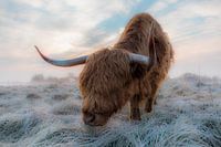 Scottish Highlander in Winter