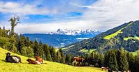 Beautiful alpine pasture area with a view of the Dachstein