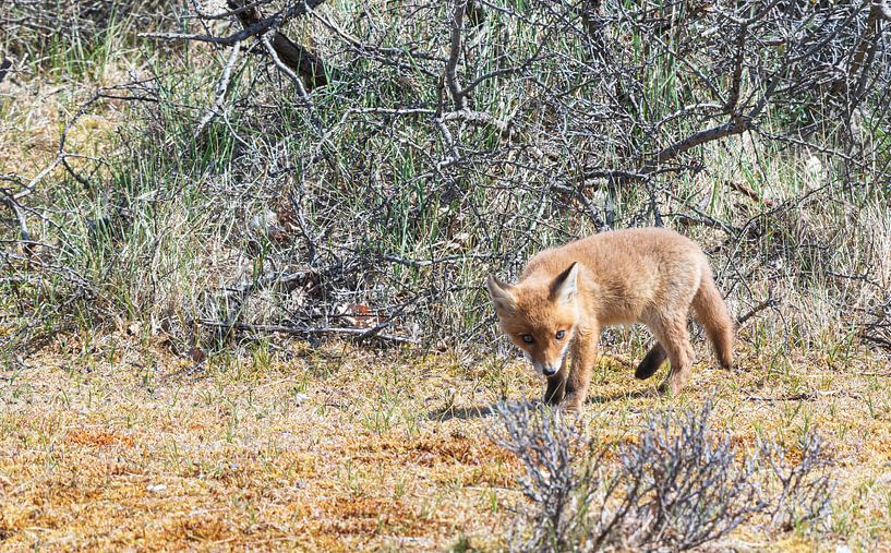 Un jeune renard découvre le monde par Merijn Loch