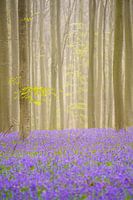 Printemps violet-vert