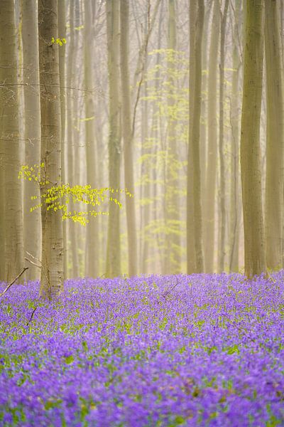 Lila-grüner Frühling von Bas Oosterom