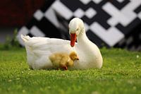 Gänse-Mutter mit Jungtieren