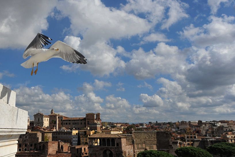 meeuw boven Rome. von Tilly Meijer