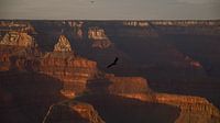 Grand Canyon mit Condor