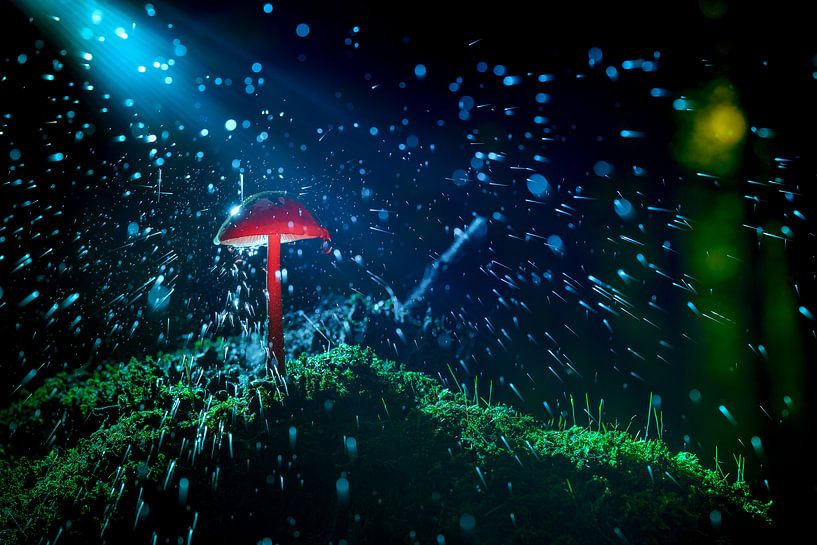 Plätschernde Waldlandschaft mit Pilzen von Fotografiecor .nl