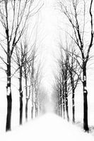 Boslaan in de winter