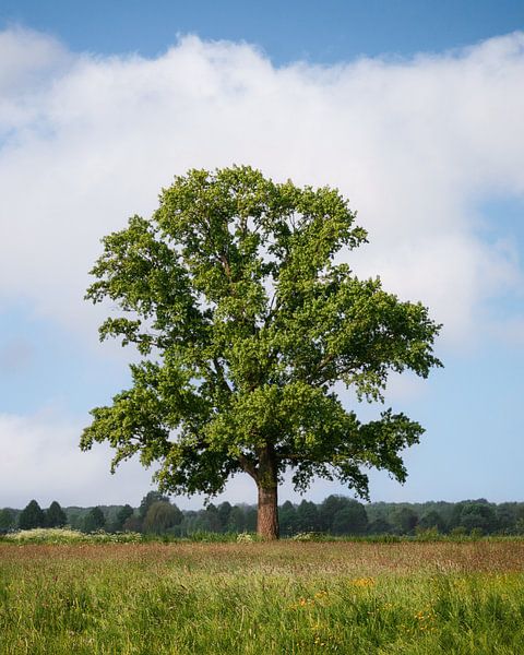 Frühlingsbaum in Hattem unter holländischem Himmel von Marcel van Oene