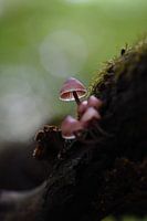 Bokeh mushrooms