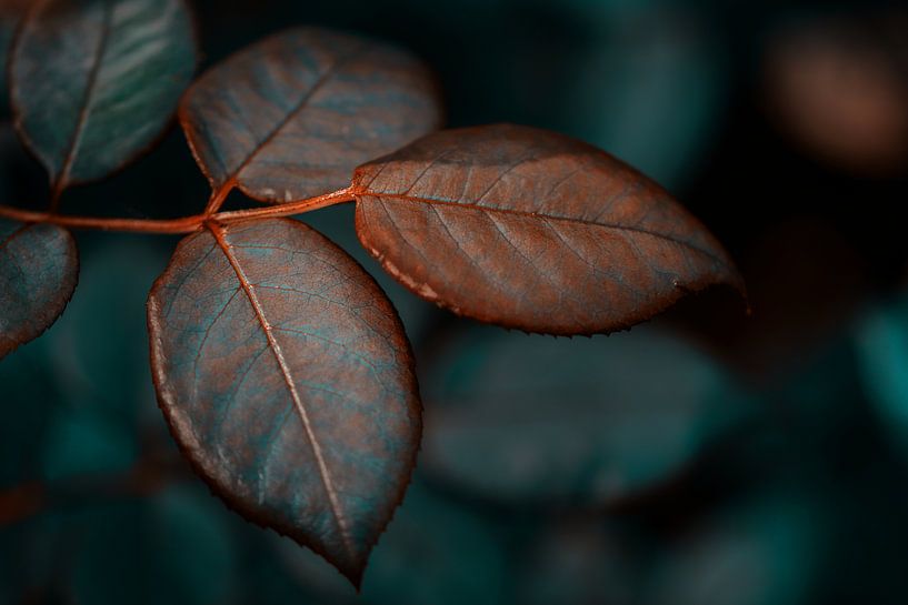 leaves by Saskia Schotanus