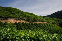Colline ondulée d'une plantation de thé malaisienne