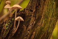 het hogerop zoeken...