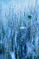 Bloemetjes, veldbloemen, planten, bermen, graan