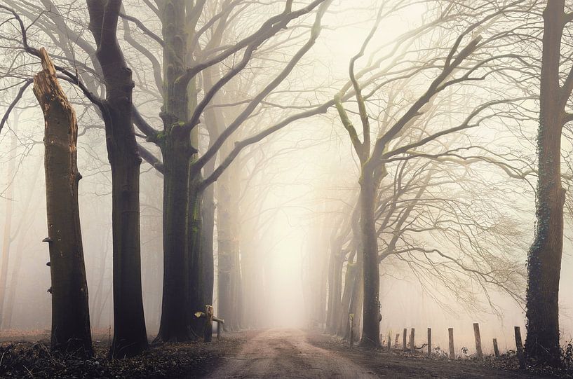 Forest serene by Rob Visser