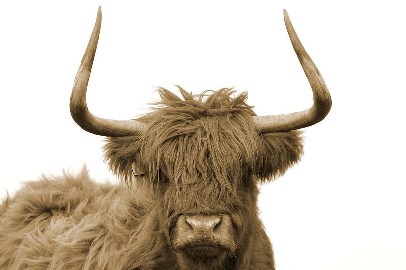 Schotse hooglander kop met grote horens sepia by Sascha van Dam