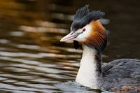 Grebe in spring sunlight