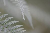 Autumn elements nature photo.