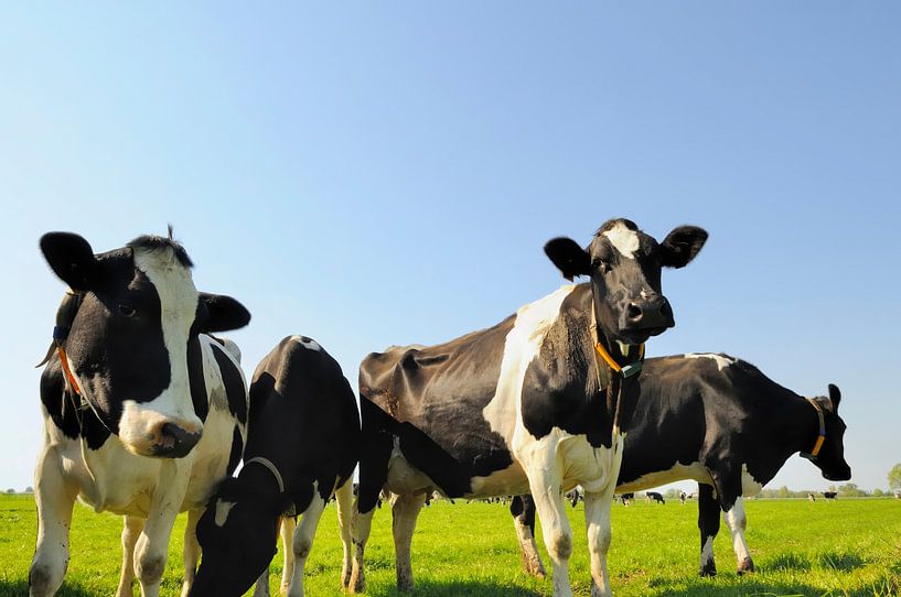 Curious cows in a field by Sjoerd van der Wal Photography