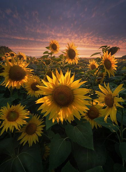 "Golden farewell: sunset over the sunflower field in Brandenburg". by Patrick Noack