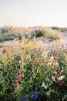Ochsenzunge Anchusa Blumenfeld in den Dünen an der niederländischen Küste
