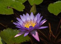 Seerose auf der Insel Bali