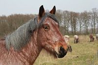portrait d'un cheval brun dans une prairie naturelle