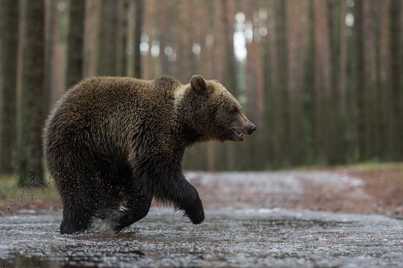 Europäischer Braunbär * Ursus arctos *, Jungtier par wunderbare Erde