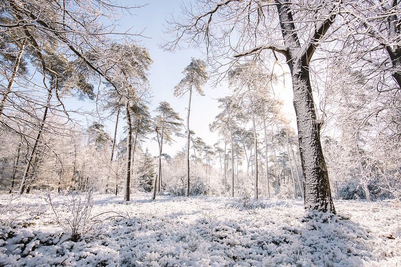 Salland Ridge im Schnee - Schöne Winterlandschaft von Wandeldingen
