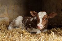 Dora, rotes geschecktes Kalb, liegend, Dora, roan Kalb, rotes und weißes kalb