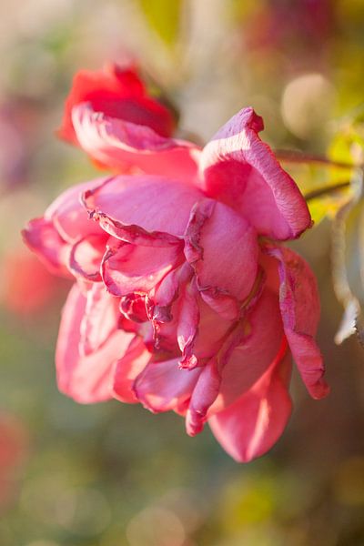 Rose en fleur dans la lumière du soir par Evelien Oerlemans