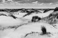 White dunes Texel