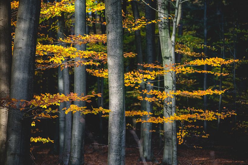 Forêts de hêtres aux feuilles d'automne colorées par Fotografiecor .nl