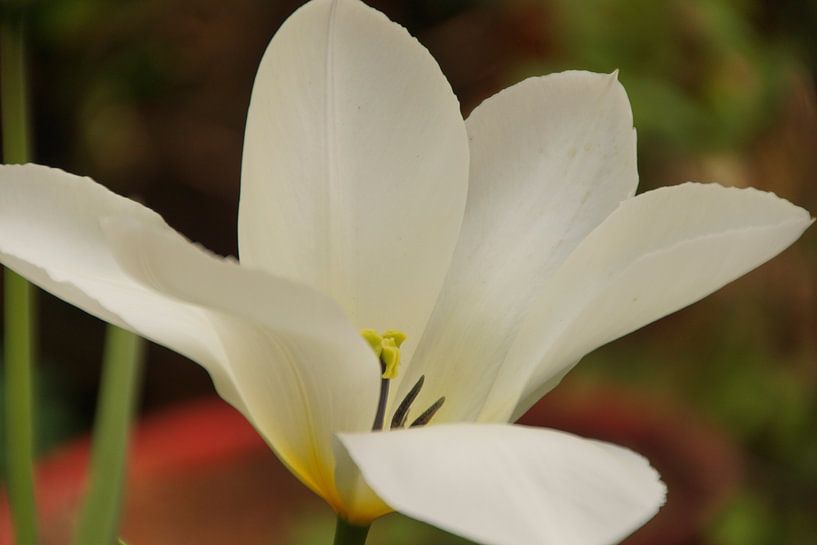 tulipe blanche à son extrémité par wil spijker