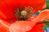Close up of poppy
